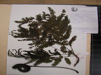 Herbarium sample